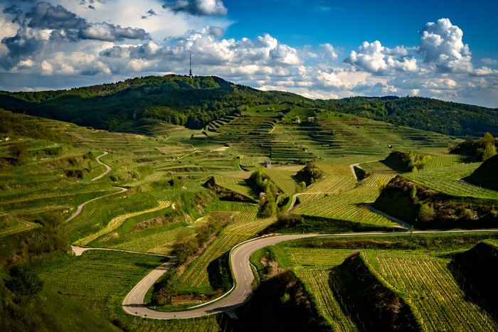 Terraced vineyards on Kaiserstuhl Hills, Germany