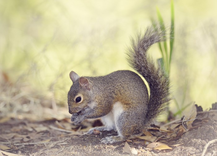 Squirrel eating nuts on the forest floor
