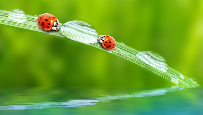 Ladybugs on a blade of grass with water drops