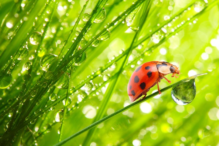 Ladybug on wet grass with water drops