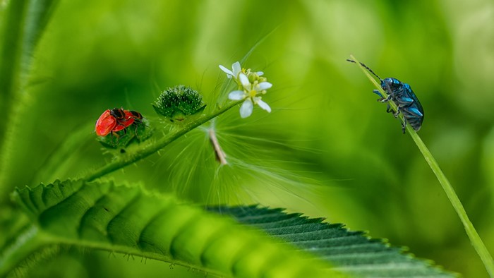 Red and blue bugs on green foliage
