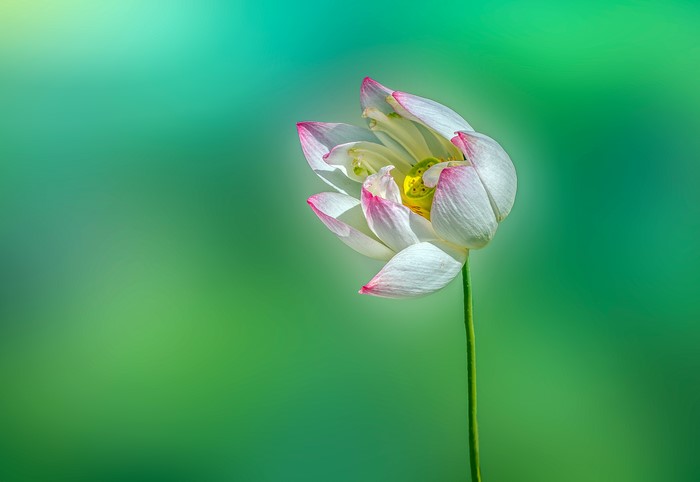 4K Lotus Flower Closeup