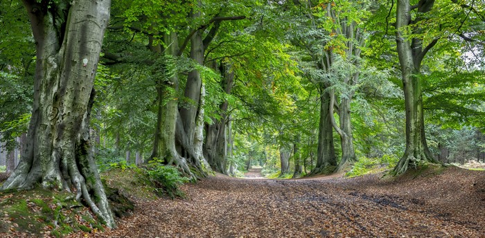 Forest road with large trees and fallen leaves