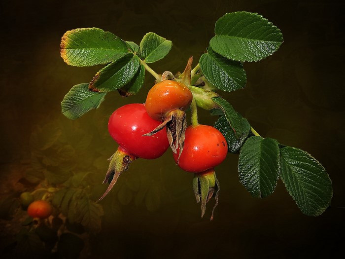Rose hips and leaves on a dark background