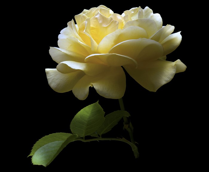 Yellow rose with green leaves on black background