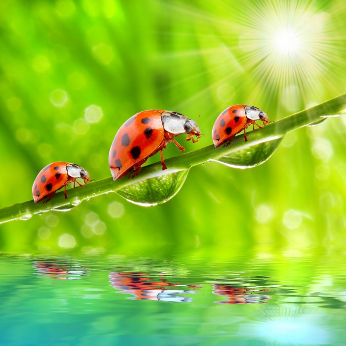 Three Ladybugs on a Blade of Grass with Water Drops