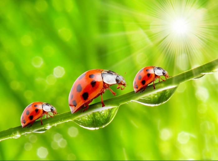 Three ladybugs on a blade of grass with water drops