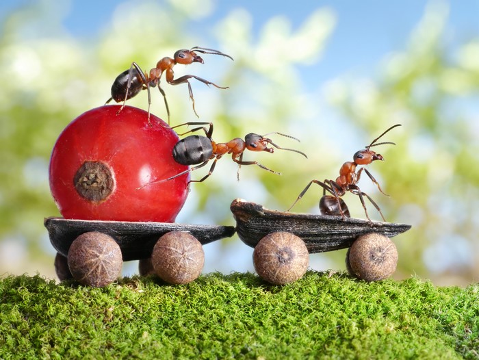 Three ants moving a red berry on a makeshift cart