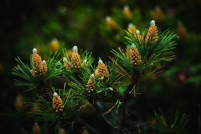 Pine cones and needles on a branch