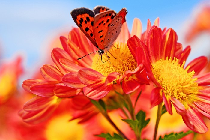 Orange butterfly on red and yellow flowers