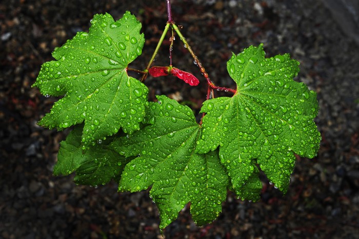 Green Maple Leaves with Water Drops and Seed
