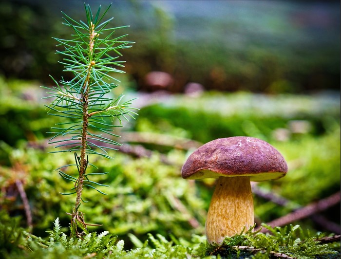 Mushroom and pine seedling in mossy forest