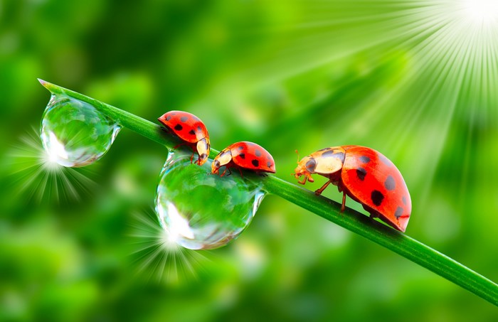 Three ladybugs on a blade of grass with water drops and sun rays