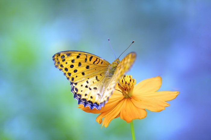 Yellow butterfly with black spots on an orange flower