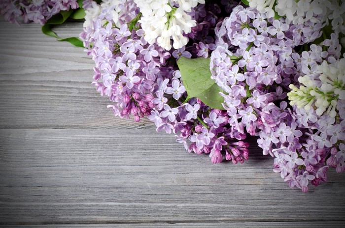 Lilac flowers on a wooden background