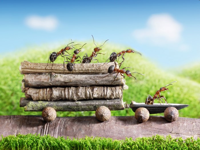 Ants Carrying Sticks on Natural Surface