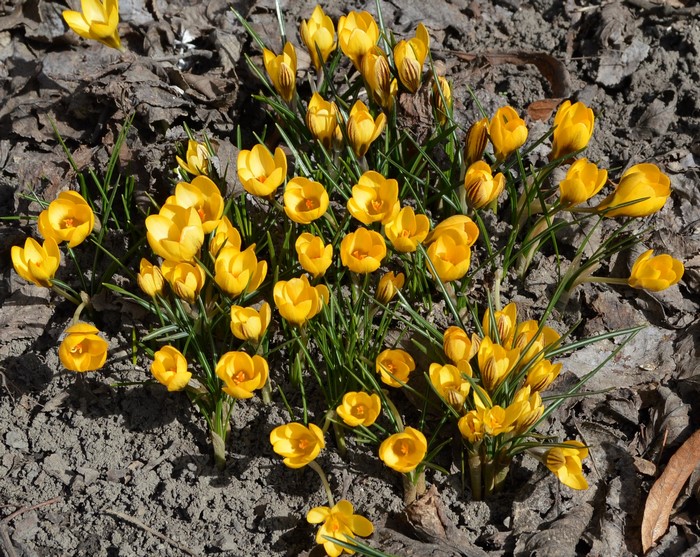 Yellow Crocus Flowers Blooming in Soil