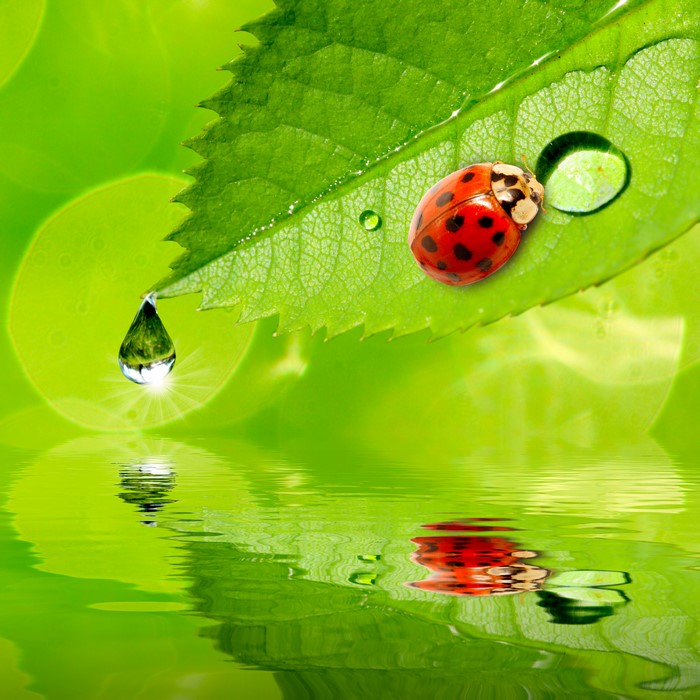 Ladybug on a leaf with water drops