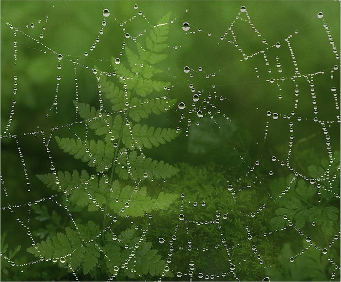 Spider web with dew drops and fern