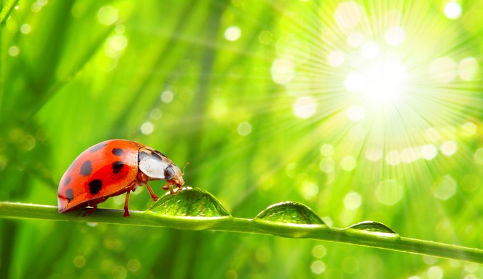 Ladybug on a blade of grass with water drops