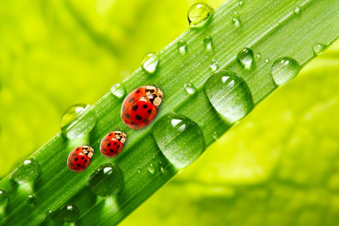 Three Ladybugs on a Leaf with Water Drops