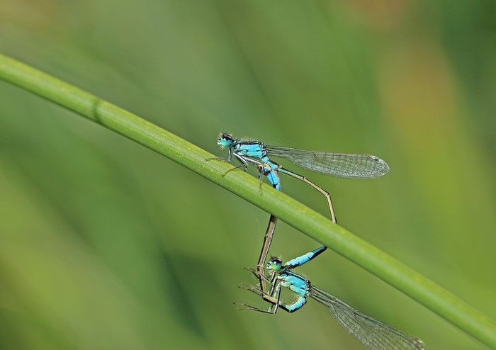 Two Blue Dragonflies on a Green Stalk