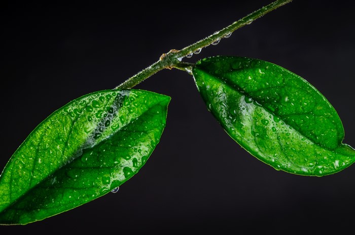 Green leaves with water drops on a dark background