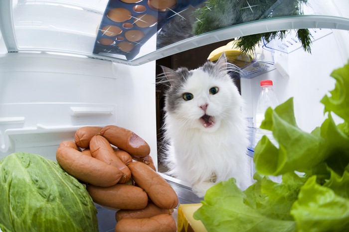 Cat in a Refrigerator with Sausages and Lettuce