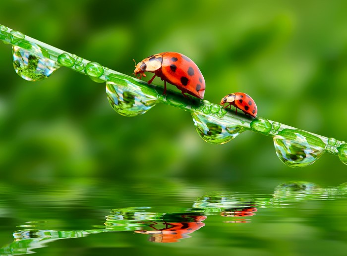 Two ladybugs on a blade of grass with water droplets