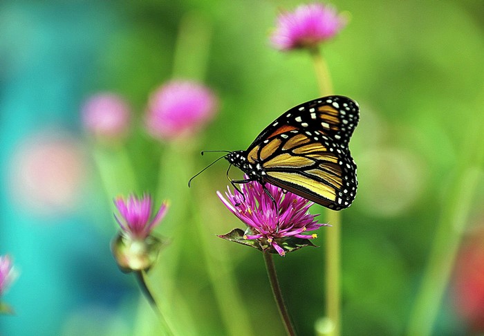 Monarch butterfly on a pink flower