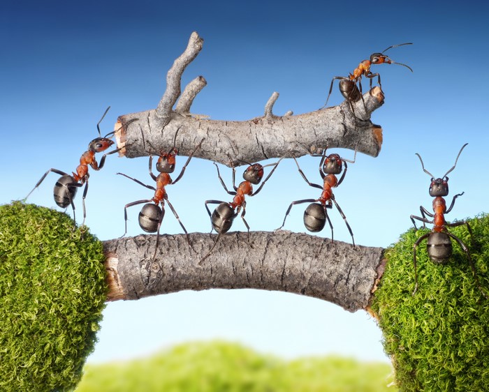 Ants working together to move a branch