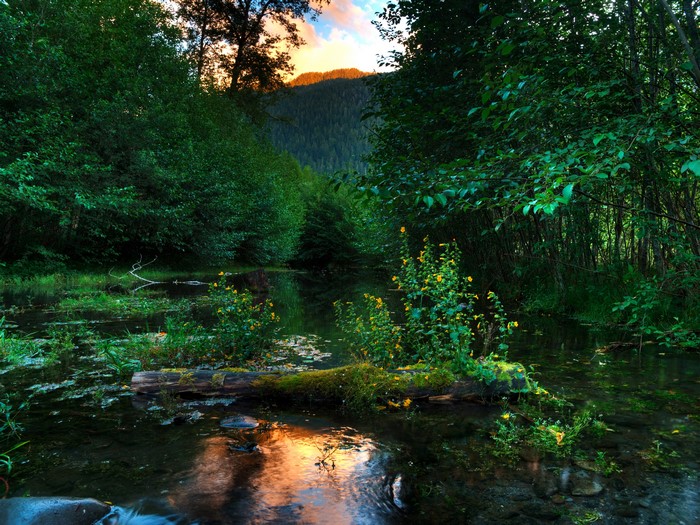 Forest pond with trees and mountain at sunset