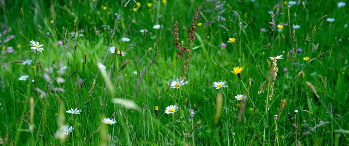 Wildflowers and grass in a meadow