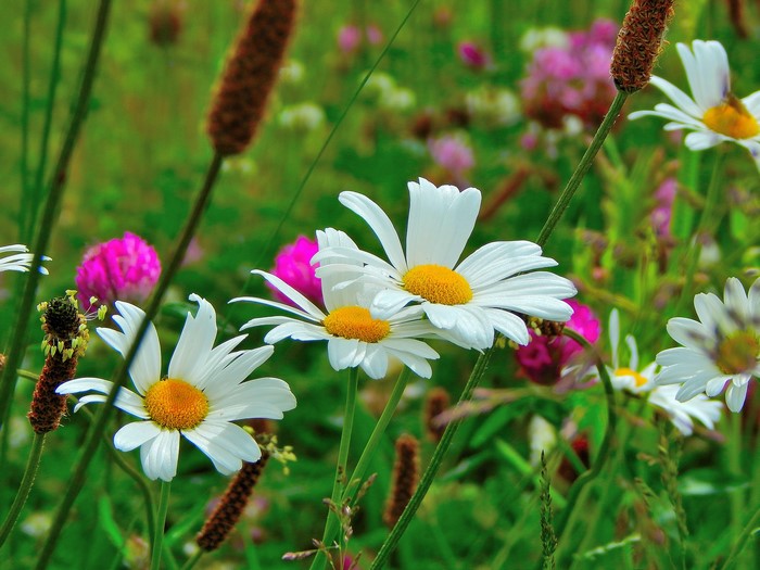 Camomiles in a field