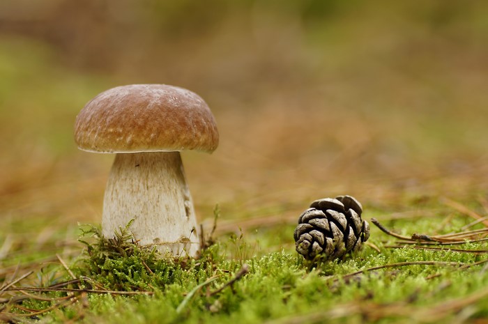 Porcini mushroom and pine cone on moss