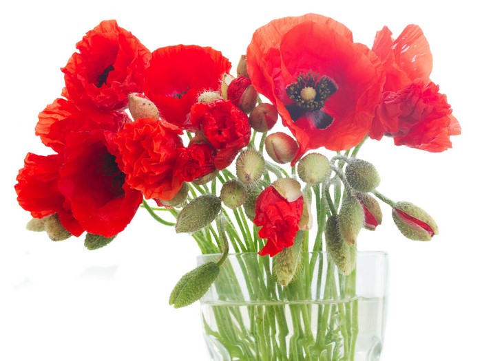 Bouquet of red poppies in a glass vase