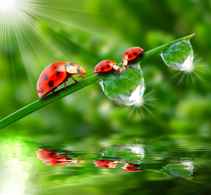 Three ladybugs on a blade of grass with water drops