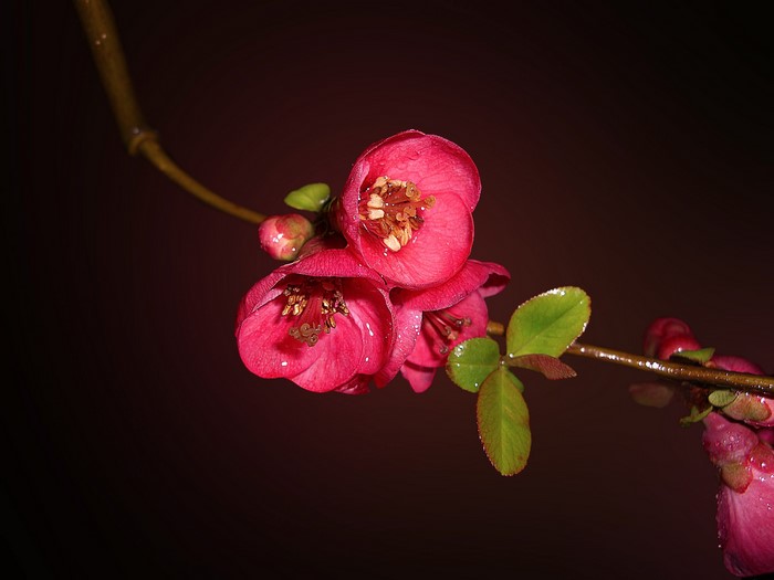 Pink quince flowers on a branch