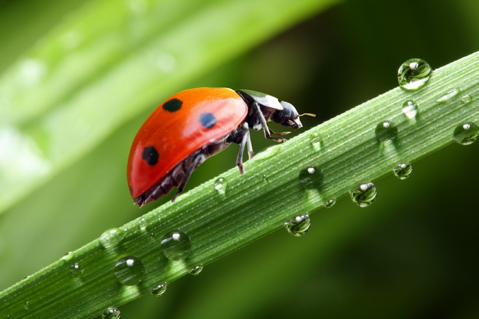 Ladybug on a blade of grass with water drops
