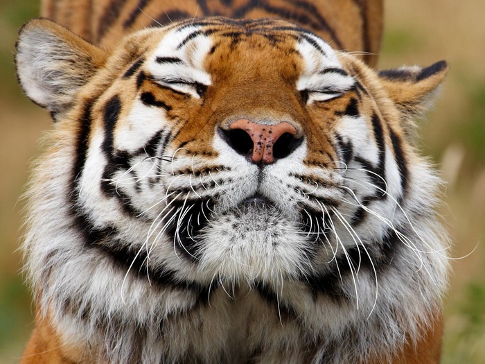 Close-up of a tiger's face with eyes closed