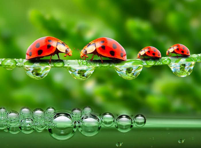 Four Ladybugs on a Blade of Grass with Water Droplets