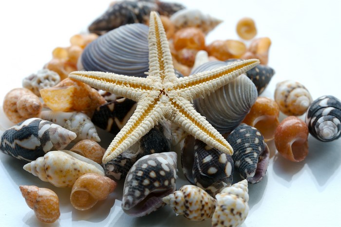 Starfish and various seashells on a white surface