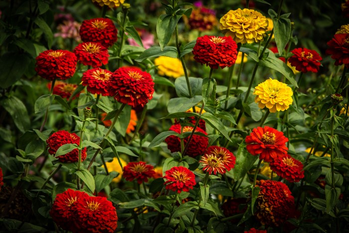 4K Many Zinnias