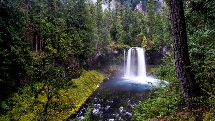 Waterfall in a dense forest