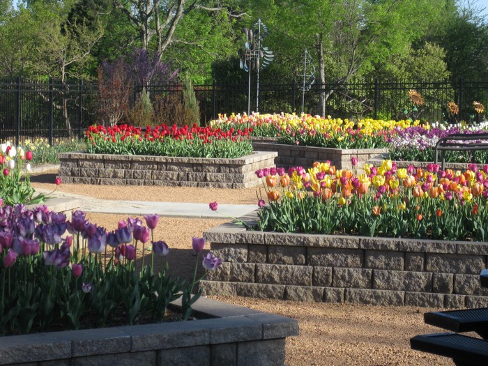 Tulip garden at Honor Heights Park, USA
