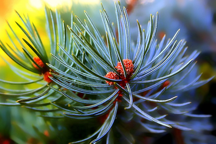 Close-up of pine needles with red cones