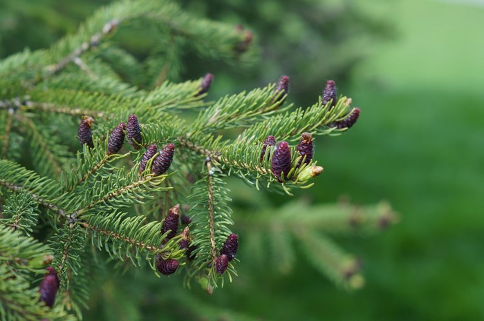 Spruce tree branch with young cones