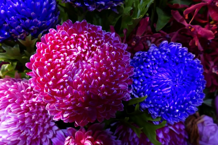Closeup of pink and blue asters