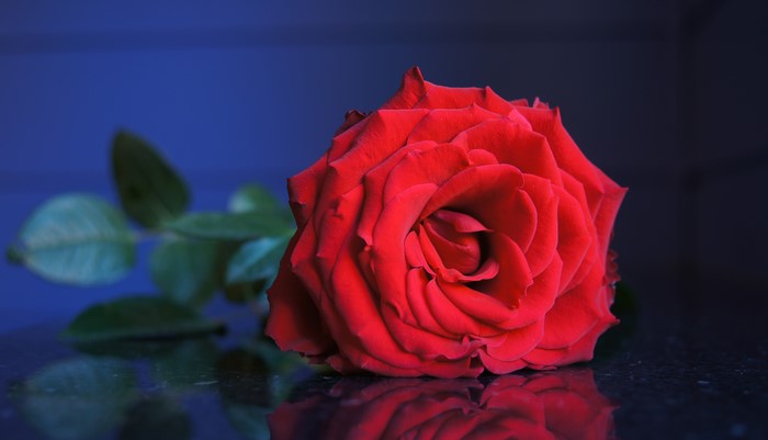 Red Rose Closeup
