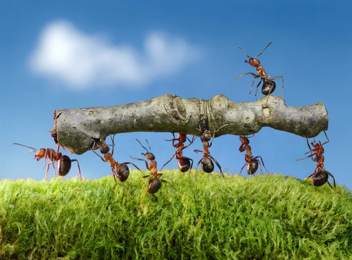 Group of ants carrying a branch on moss